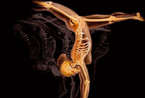透视人体：X射线下的人体艺术
