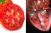 　　番茄——心脏 　　番茄有四个腔室，并且是红色的，这与我们的心脏一样。实验证实，番茄饱含番茄红素，高胆固醇患者要想降低心脏病和中风危险，不妨多吃点。 