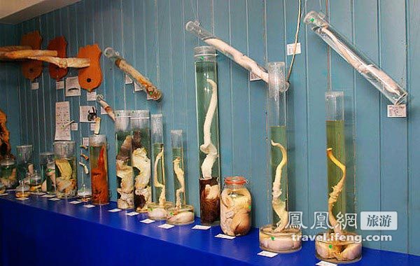 围观冰岛动物生殖器博物馆