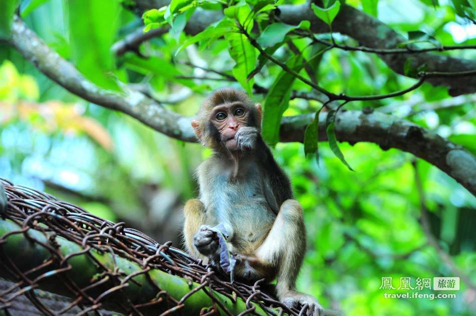 走进三亚南湾猴岛 中国唯一的岛屿型猕猴自然