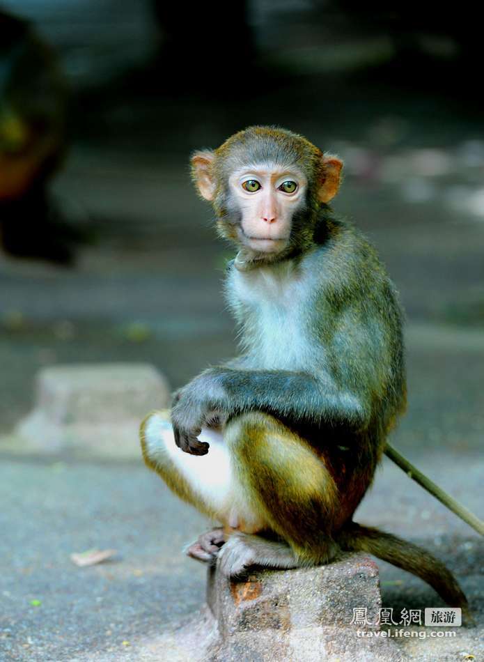 走进三亚南湾猴岛 中国唯一的岛屿型猕猴自然
