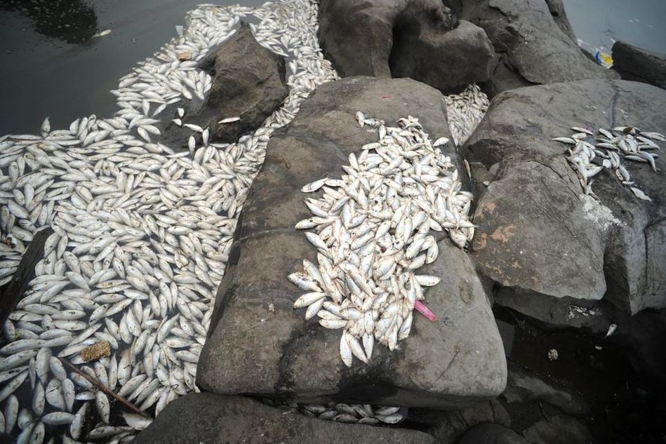 天津海河出现大面积死鱼