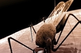 凤凰网健康图注：蚊子在人体皮肤表面吸血（来源：新华网）