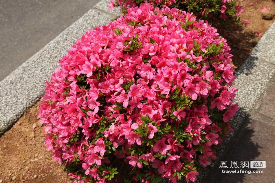 夏日赏花北海道 看那缤纷绚丽的色彩