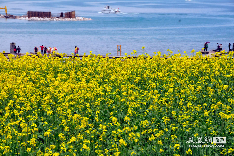 丝路大巴游Day 5 环青海湖看藏家文化