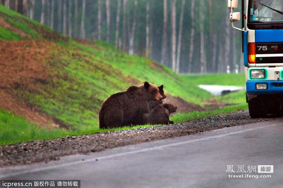俄罗斯之旅有惊无险 路遇棕熊敲窗乞食