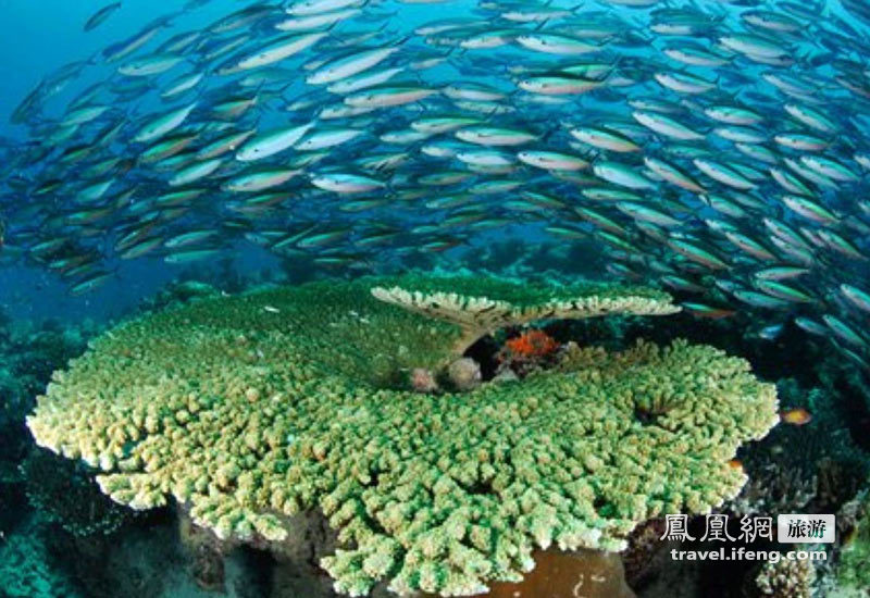 置身海底 世界十大最佳潜水地