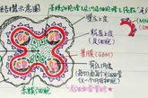 肾小球结构示意图的课堂笔记。