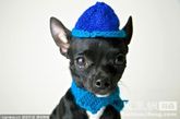 狗狗穿上美丽的婚纱，或带上帅气的爵士帽，又或摆出诱惑的梦露姿势，可爱无敌，你是不是也想给自己的爱犬换装了呢？