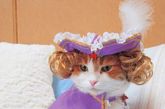 当地时间2011年8月16日，岩佐贵子 (Takako Iwasa) 是日本著名的猫咪服装定制师。最近，岩佐贵子 (Takako Iwasa) 出版了她的最近摄影集《Fashion Cats》。这本影集展示了岩佐贵子 (Takako Iwasa) 新设计的60件猫咪服饰，都由岩佐贵子 (Takako Iwasa) 自己的爱猫倾情示范，个个可爱百分百。 