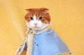 岩佐贵子 (Takako Iwasa) 是日本著名的猫咪服装定制师。最近，岩佐贵子 (Takako Iwasa) 出版了她的最近摄影集《Fashion Cats》。这本影集展示了岩佐贵子 (Takako Iwasa) 新设计的60件猫咪服饰，都由岩佐贵子 (Takako Iwasa) 自己的爱猫倾情示范，个个可爱百分百。 