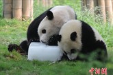 8月17日，成都的高温天气仍在持续，繁育研究基地内的大熊猫与冰为伴。大熊猫除在室内享受空调生活外，工作人员还在室外园区放置了大量的冰块，让大熊猫在玩耍之余也能降温避暑。（图片来源：中国新闻网）