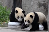 8月17日，成都的高温天气仍在持续，繁育研究基地内的大熊猫与冰为伴。大熊猫除在室内享受空调生活外，工作人员还在室外园区放置了大量的冰块，让大熊猫在玩耍之余也能降温避暑。