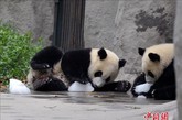 8月17日，成都的高温天气仍在持续，繁育研究基地内的大熊猫与冰为伴。大熊猫除在室内享受空调生活外，工作人员还在室外园区放置了大量的冰块，让大熊猫在玩耍之余也能降温避暑。