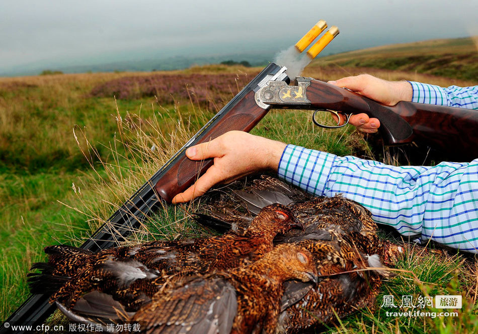 松鸡狩猎季节已到来 你的猎枪准备好了吗