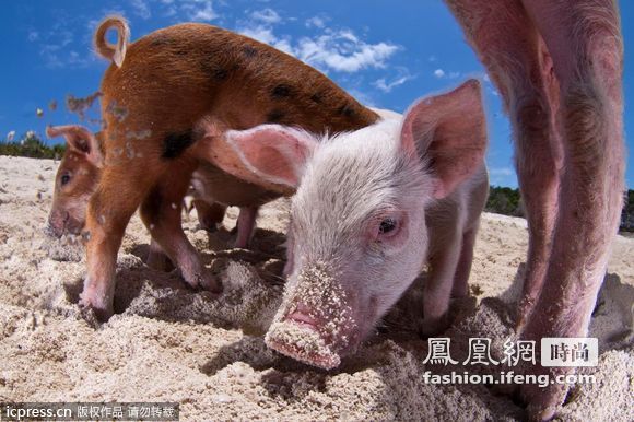 夏威夷沙滩猪每天泡水日子比人逍遥 