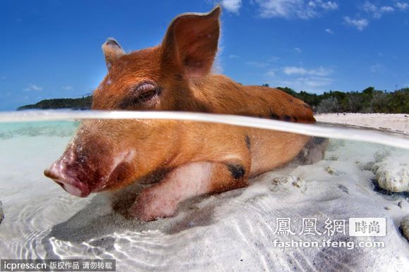 夏威夷沙滩猪每天泡水日子比人逍遥 