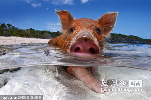 夏威夷沙滩猪每天泡水日子比人逍遥 