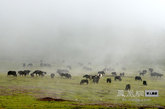 草地上牛羊成群（图片来源：凤凰网华人佛教  摄影：卢海林）
