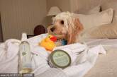 纽约本杰明旅馆，一只狗在床上接受指甲修剪，此旅馆可以使狗儿享受到跟人类一样奢侈的福利待遇。