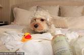 纽约本杰明旅馆，一只狗在床上接受指甲修剪，此旅馆可以使狗儿享受到跟人类一样奢侈的福利待遇。