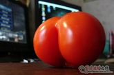 畸形的番茄