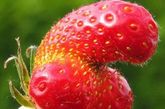 变形的草莓