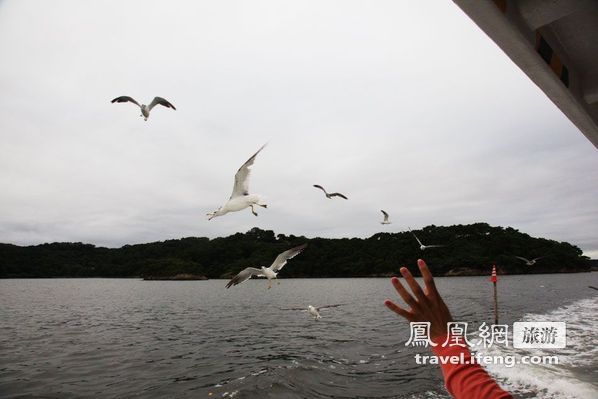 日本松岛游轮出海 海鸥相伴