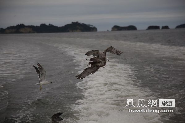 日本松岛游轮出海 海鸥相伴