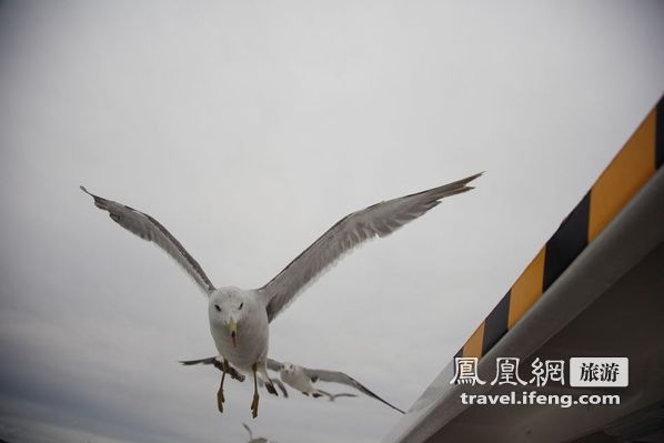 日本松岛游轮出海 海鸥相伴