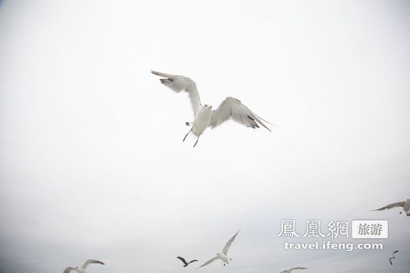 日本松岛游轮出海 海鸥相伴