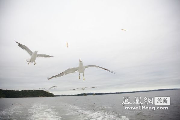 日本松岛游轮出海 海鸥相伴