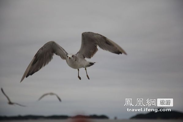 日本松岛游轮出海 海鸥相伴