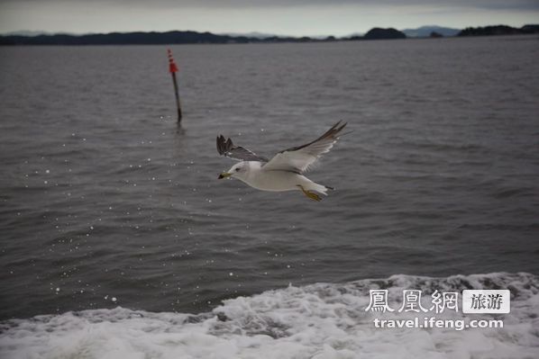 日本松岛游轮出海 海鸥相伴