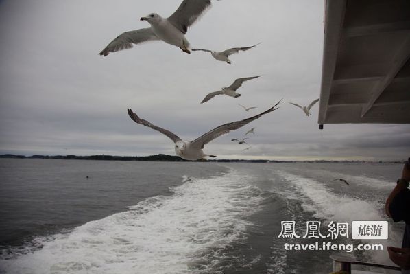 日本松岛游轮出海 海鸥相伴