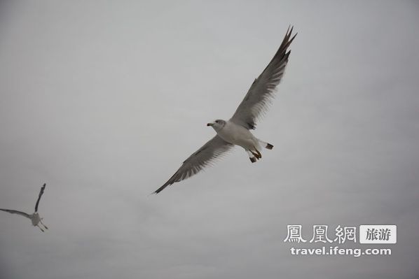 日本松岛游轮出海 海鸥相伴