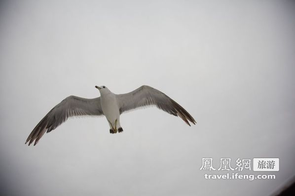 日本松岛游轮出海 海鸥相伴