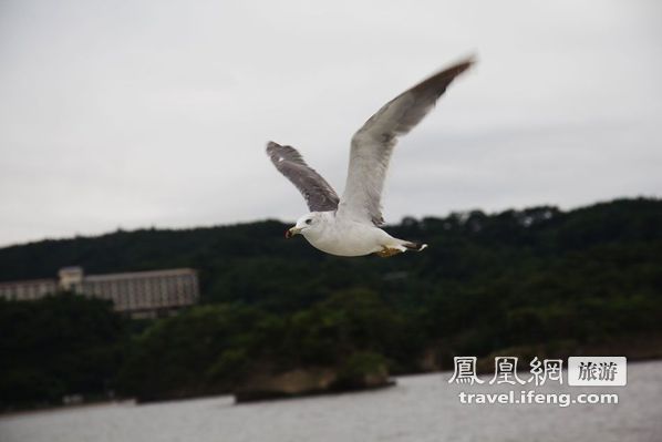 日本松岛游轮出海 海鸥相伴