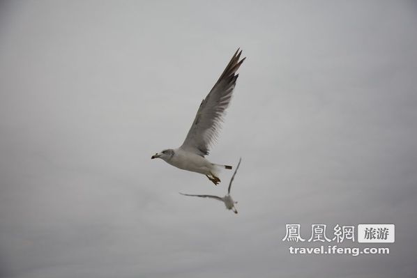 日本松岛游轮出海 海鸥相伴