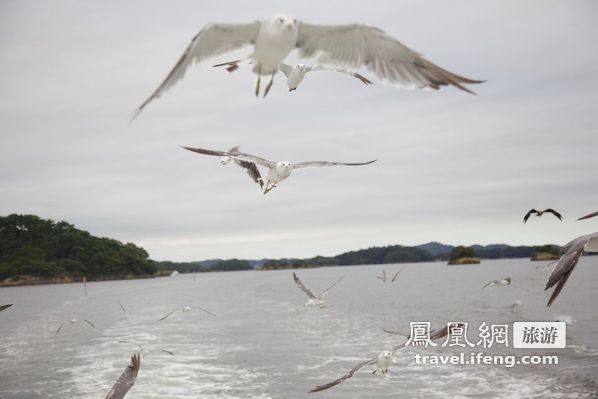 日本松岛游轮出海 海鸥相伴