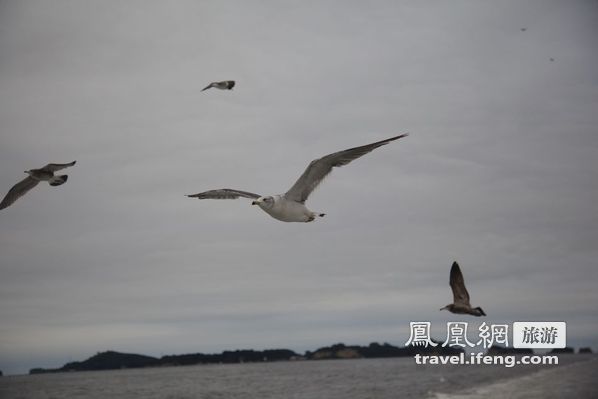 日本松岛游轮出海 海鸥相伴