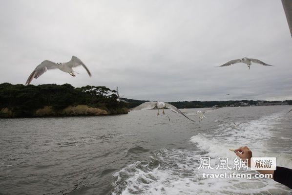 日本松岛游轮出海 海鸥相伴