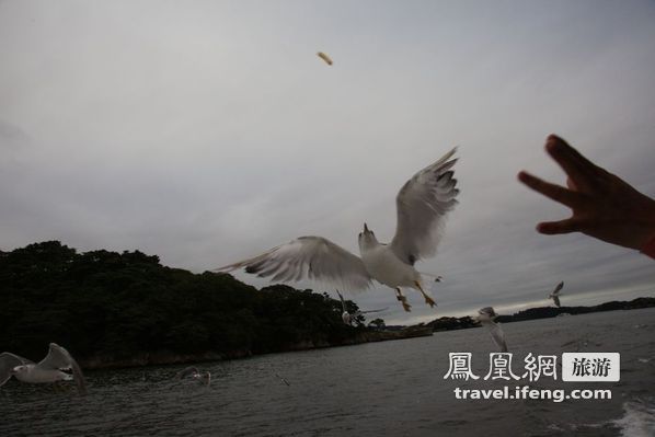 日本松岛游轮出海 海鸥相伴