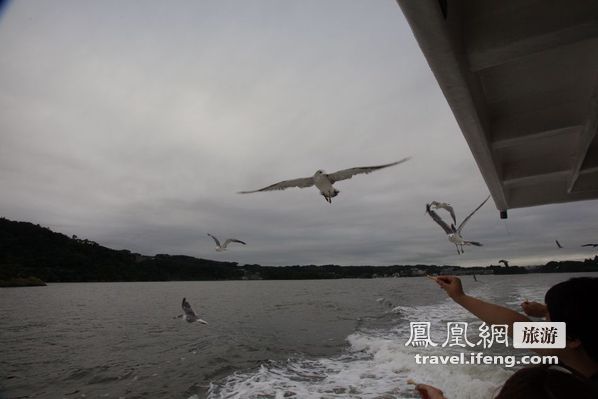 日本松岛游轮出海 海鸥相伴