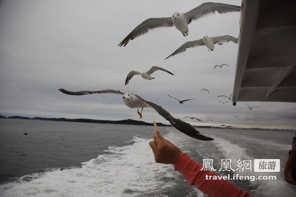 日本松岛游轮出海 海鸥相伴