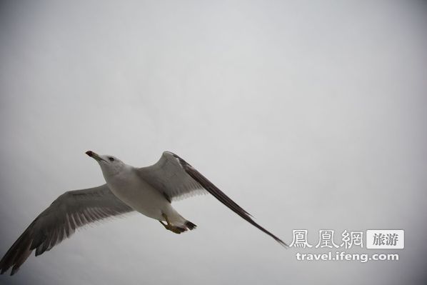 日本松岛游轮出海 海鸥相伴