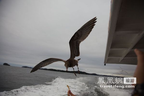 日本松岛游轮出海 海鸥相伴