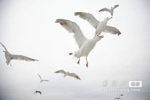 日本松岛游轮出海 海鸥相伴