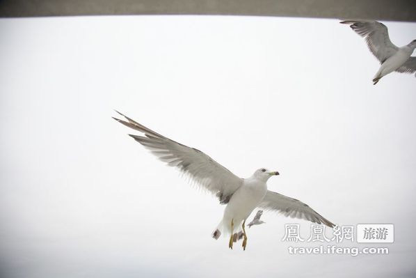 日本松岛游轮出海 海鸥相伴