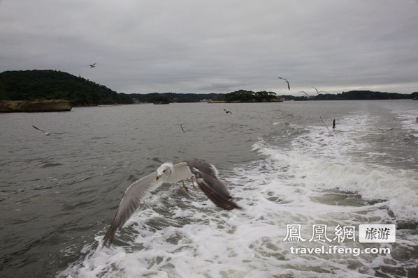 日本松岛游轮出海 海鸥相伴